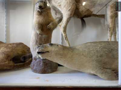Tra i tanti altri animali spiccano una foca monaca...